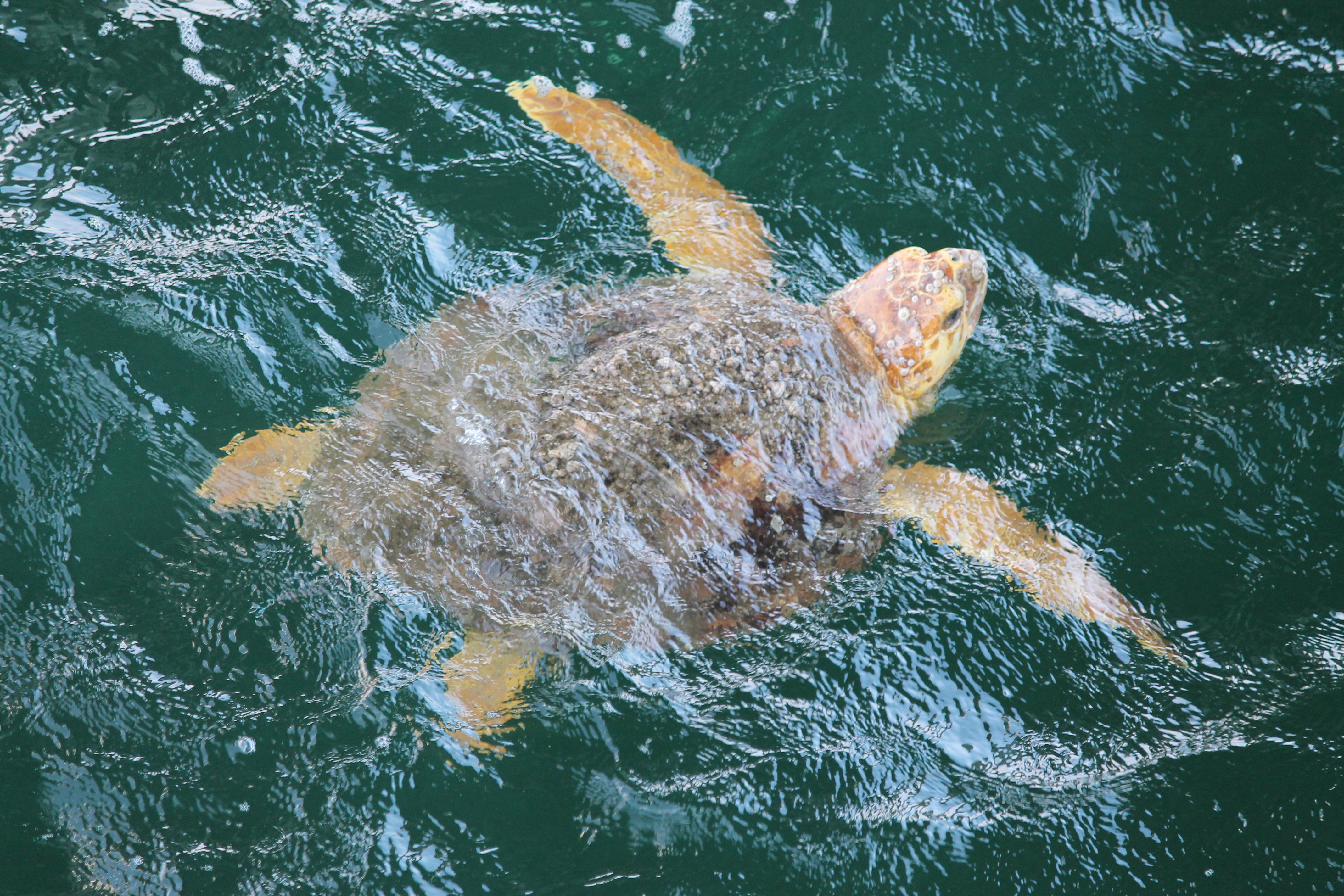 Loggerhead Sea Turtle Spotted from the Pier. Photo by Farren Dell
