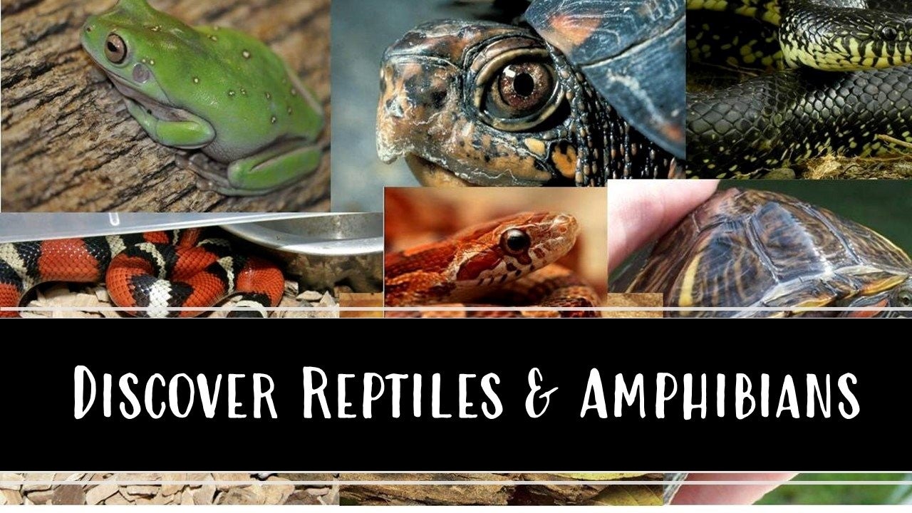 discover reptiles and amphibians