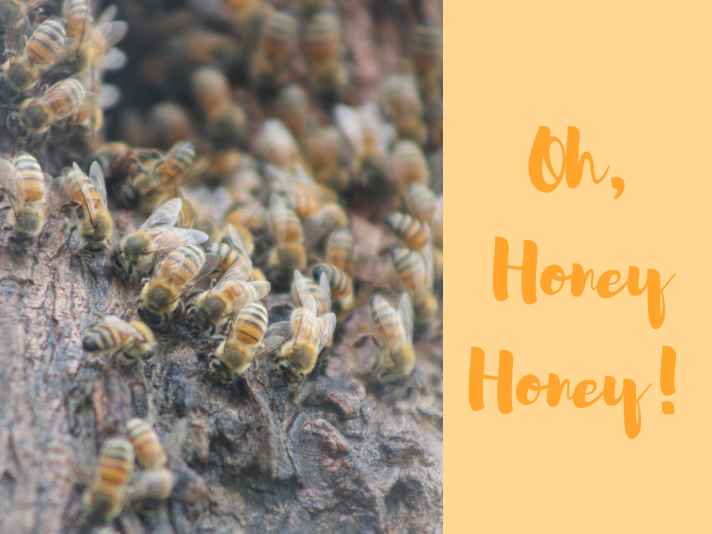 Oh, Honey Honey! - Honeybee Program at Gulf State Park