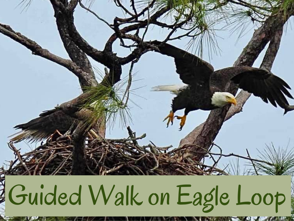 Guided  Nature Walk on Eagle Loop Program at Gulf State Park