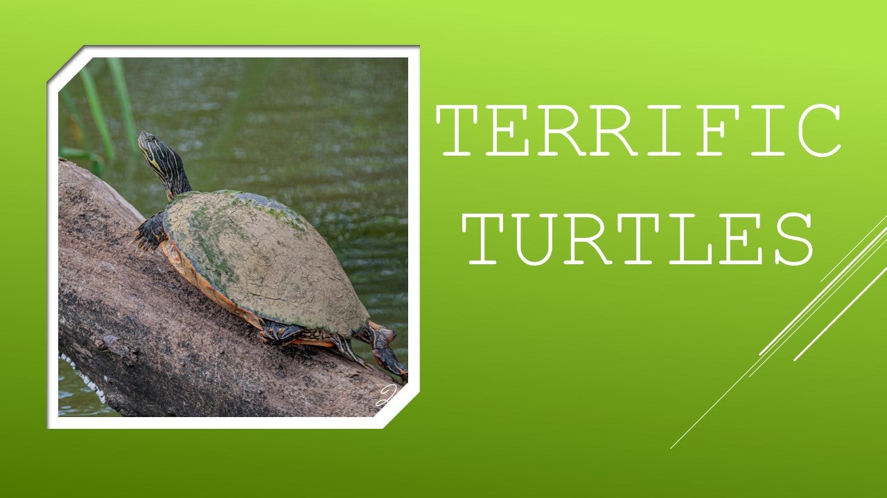 terrific turtles; turtle on log 