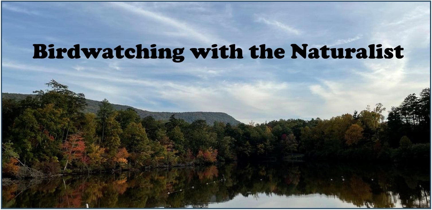 Birding with the Naturalist