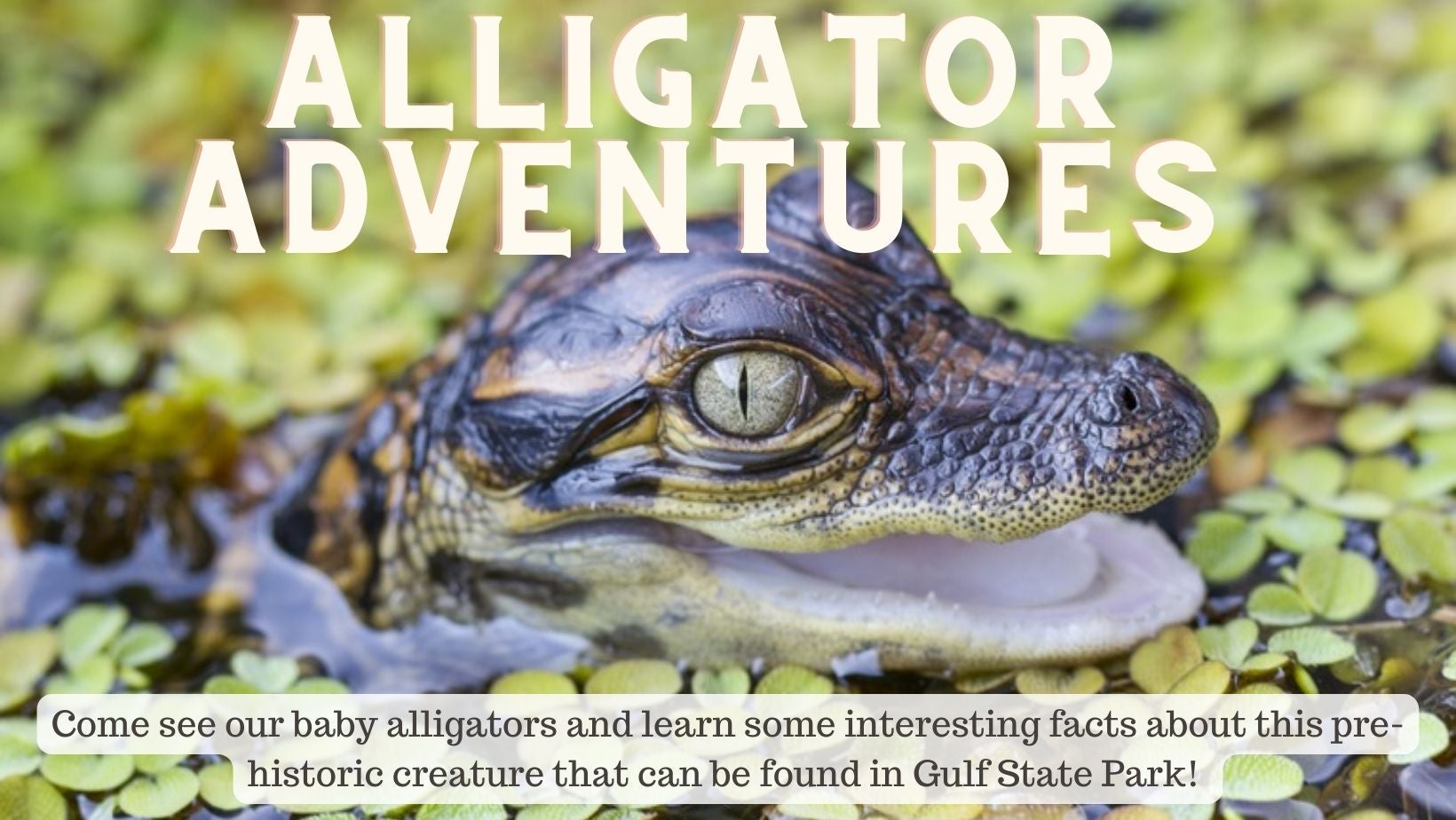 alligator adventures