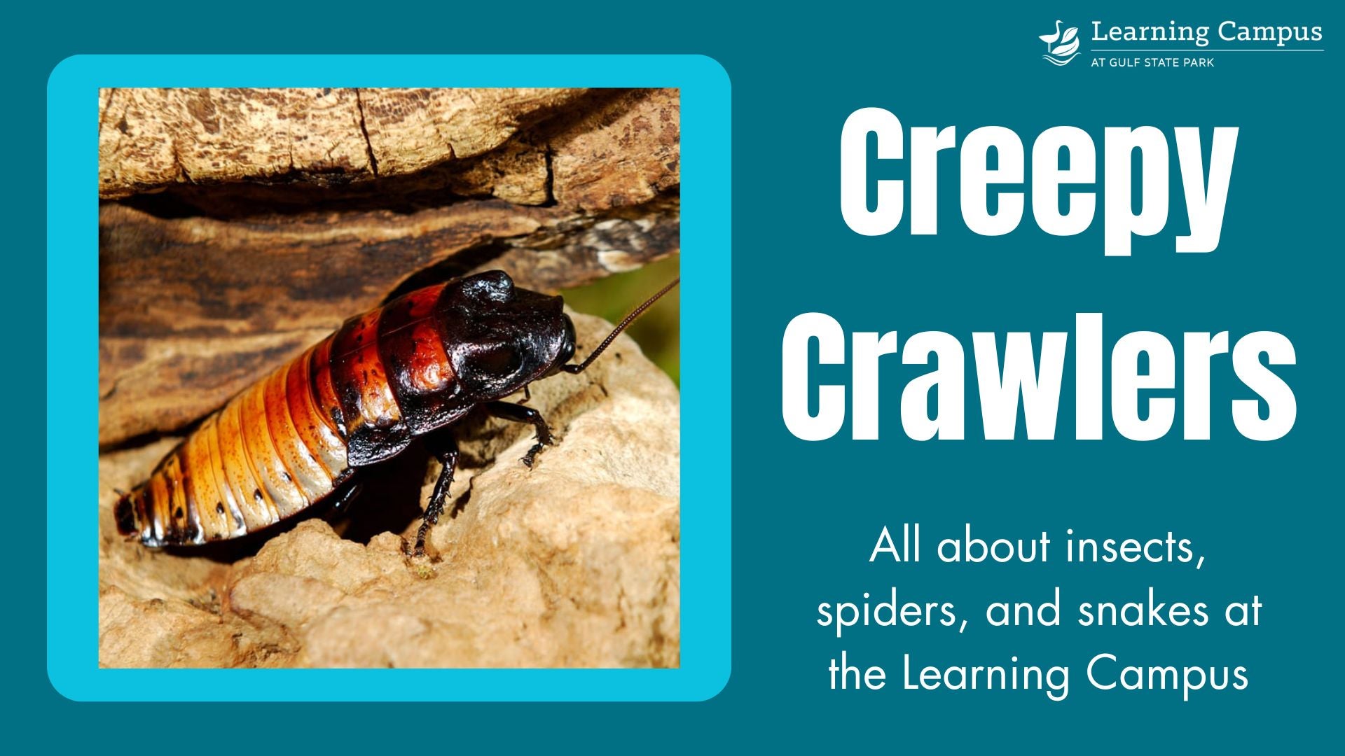 Creepy Crawlers