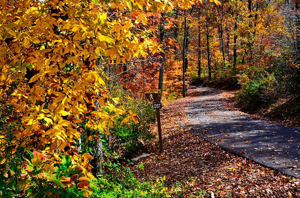 DeSoto State Park Fall Leaves on Road by David Blue