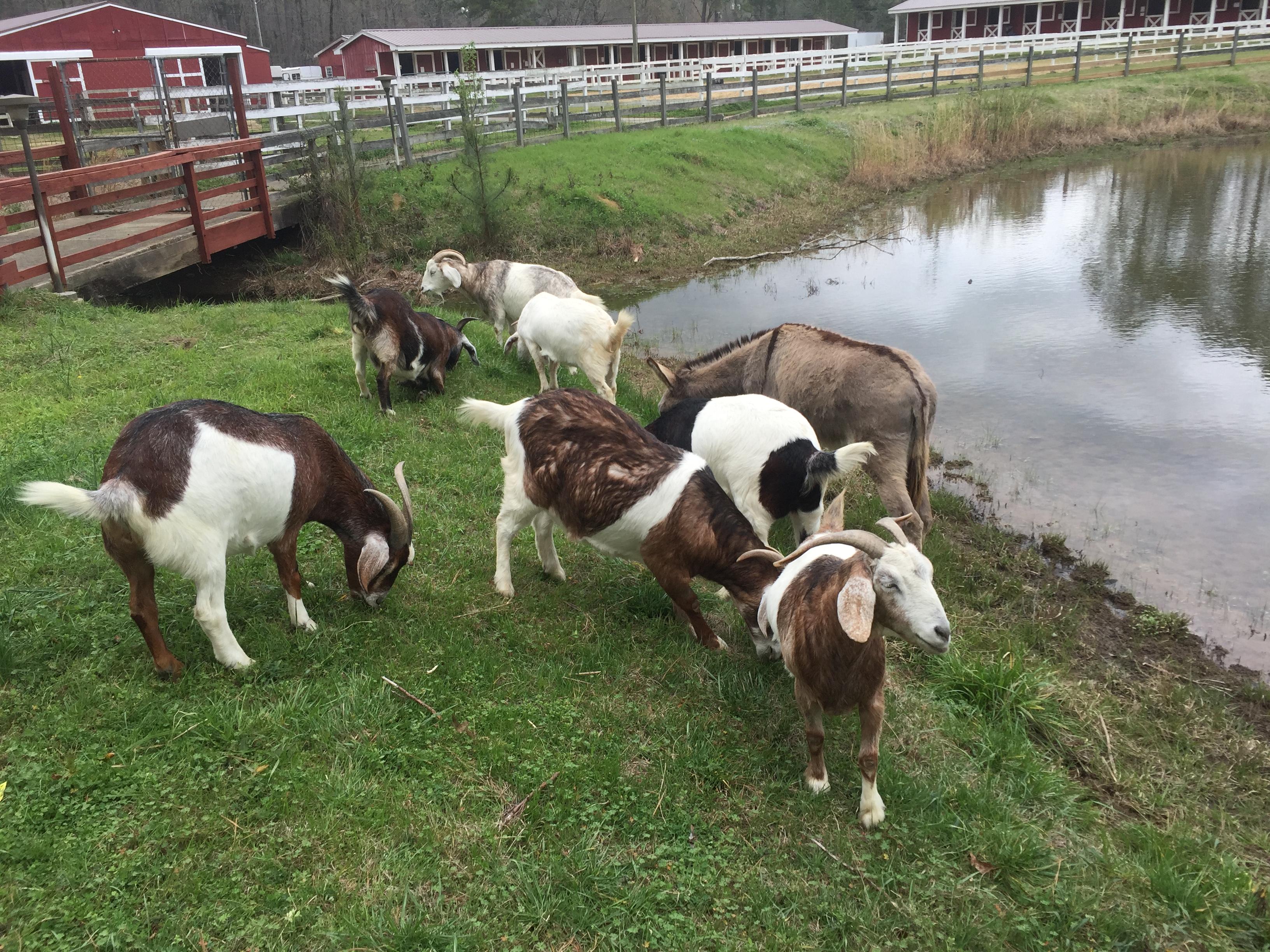Demonstration Farm Alapark