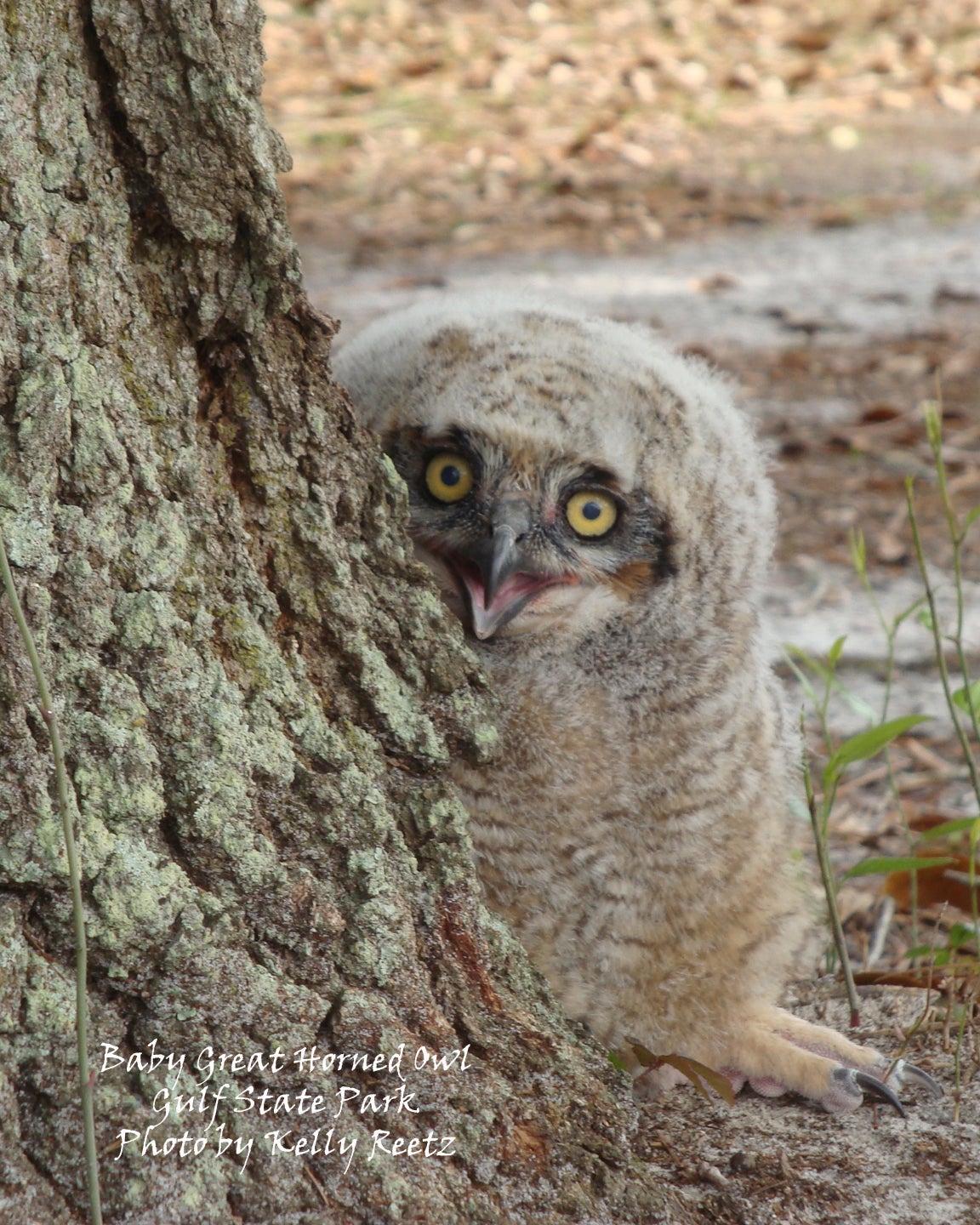 Baby great horned owl