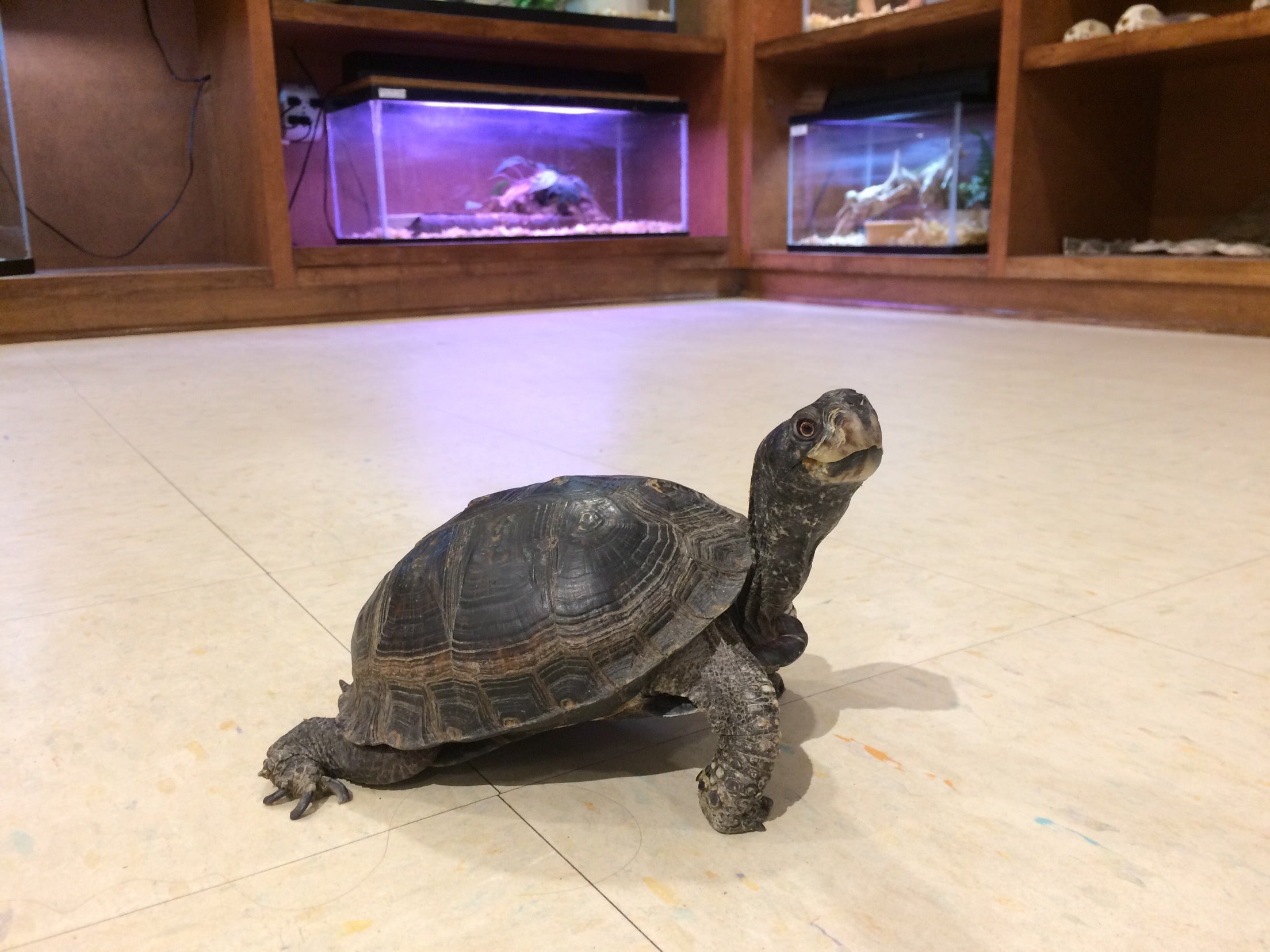 Nature Center Box Turtle. Photo by Farren Dell