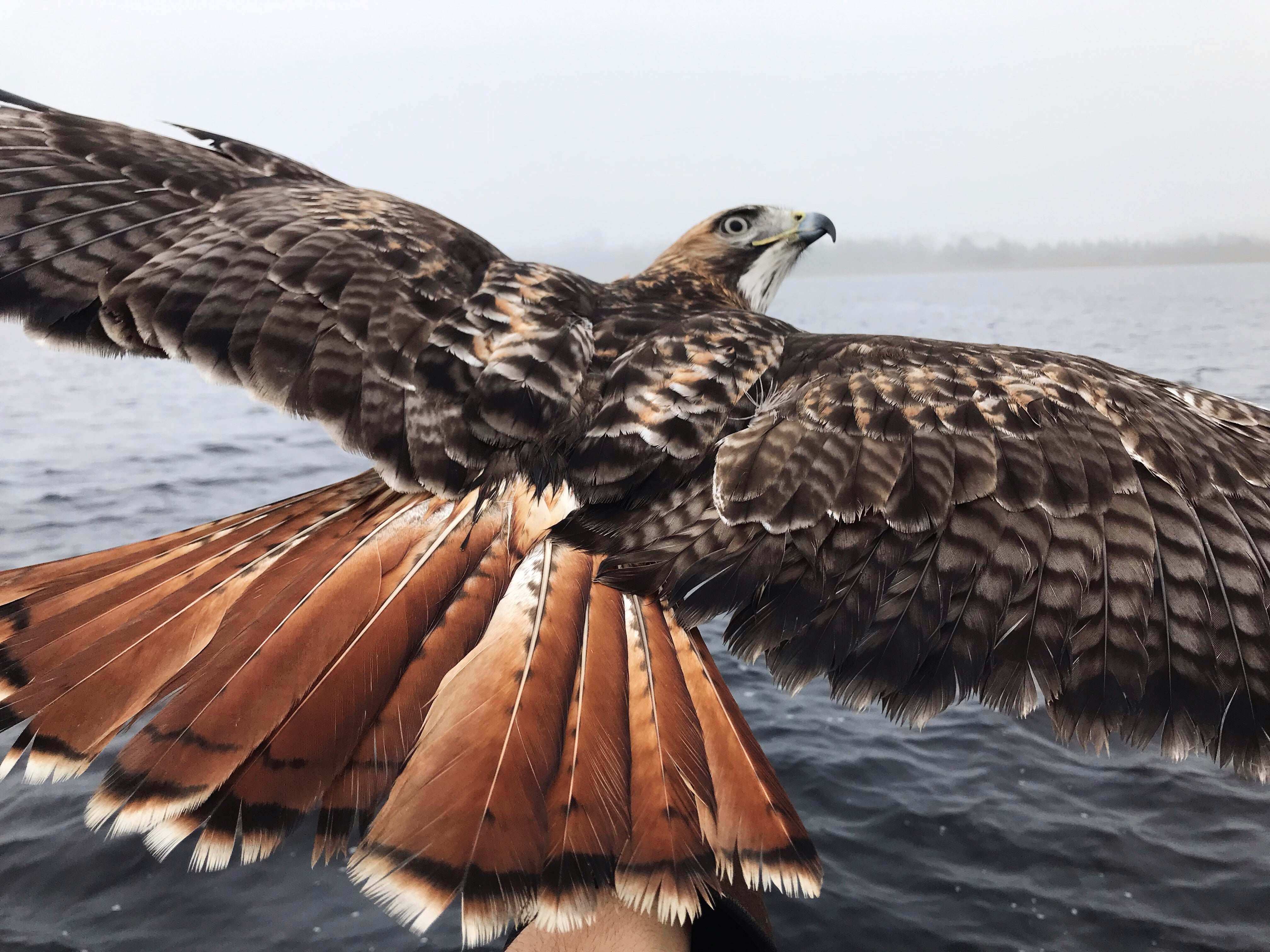 Nature Center Red Tailed Hawk. Photo by Farren Dell