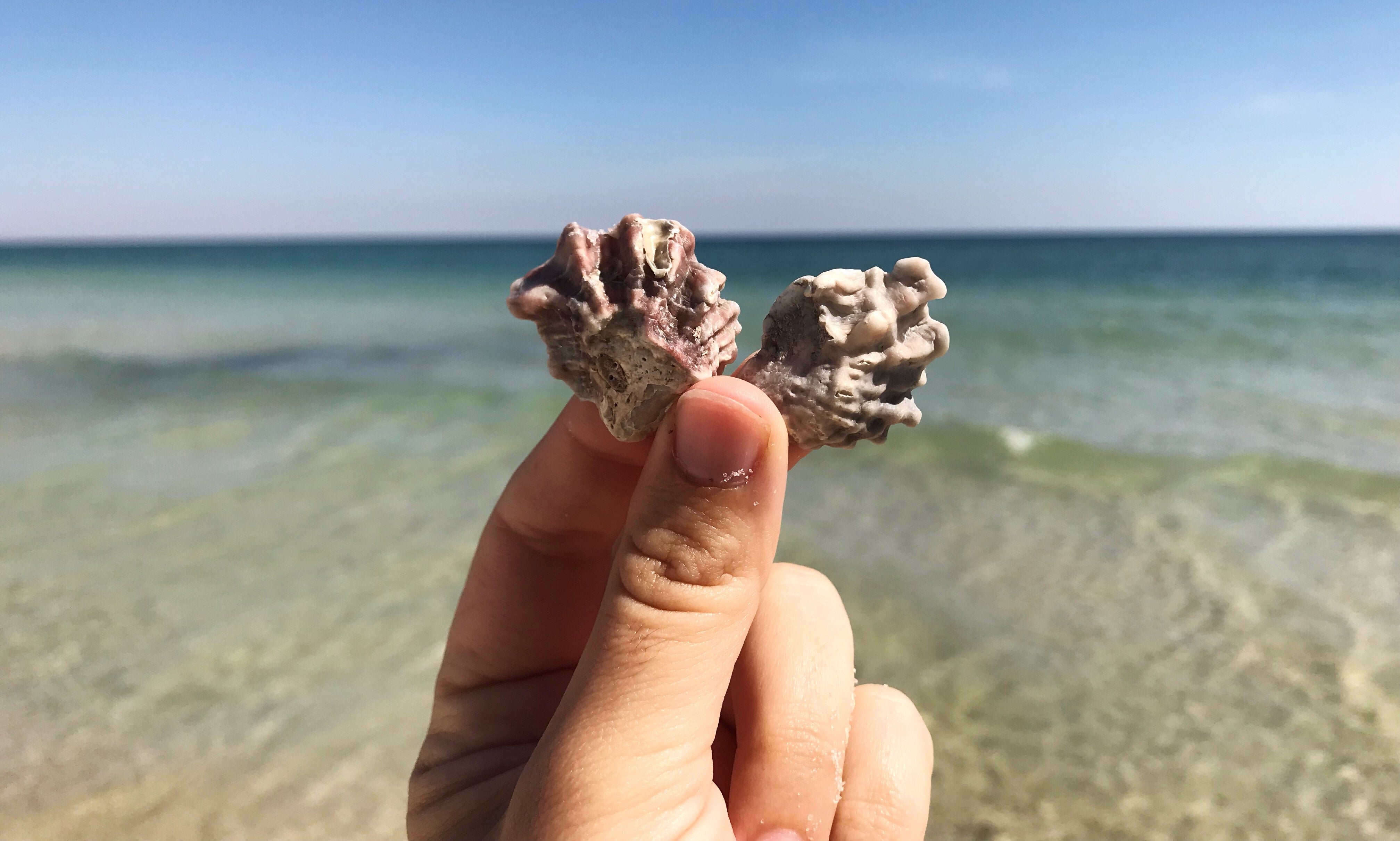 Kitten's Paw Shell at Gulf State Park. Photo by Farren Dell