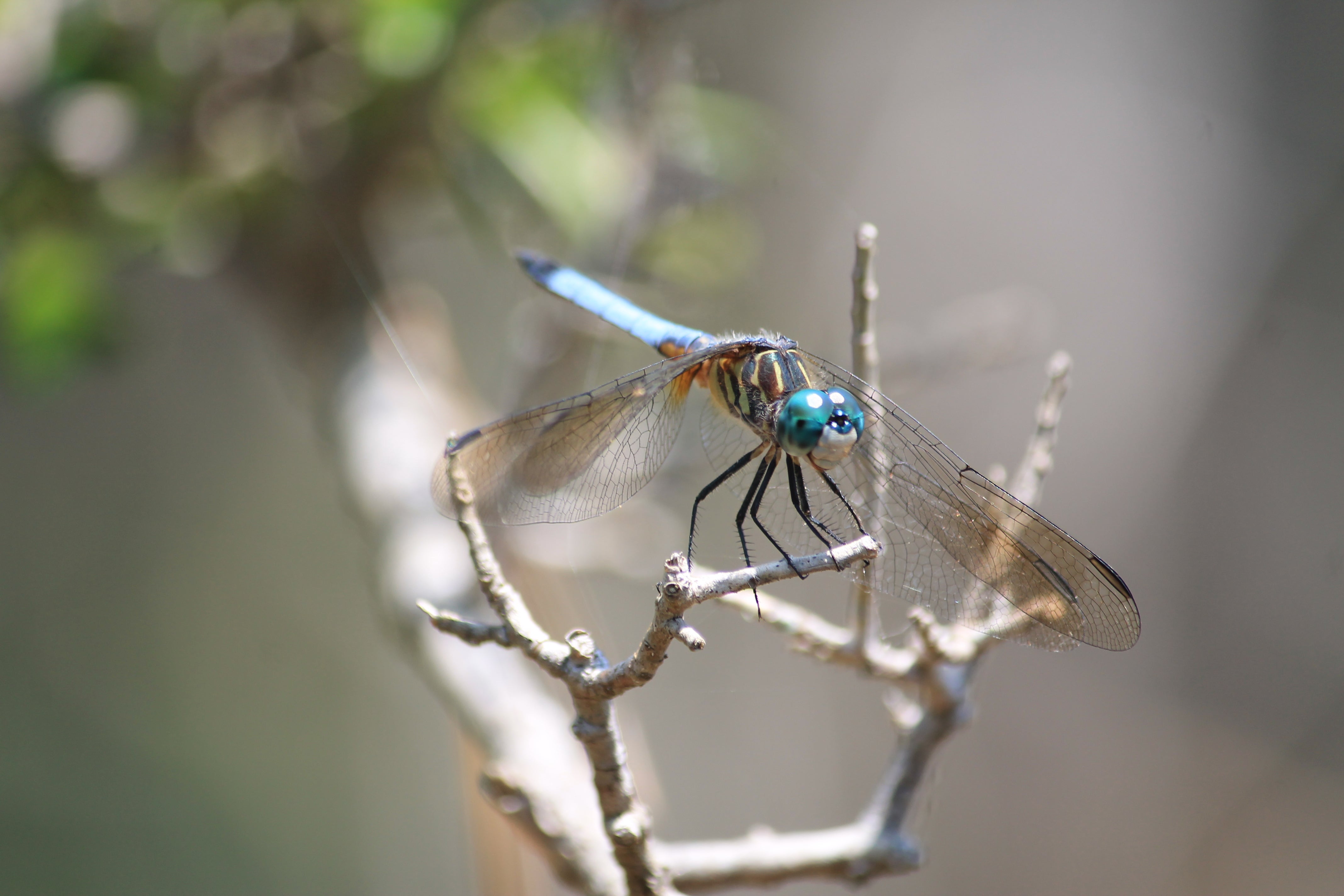 Blue Dasher Dragonfly. Photo by Farren Dell