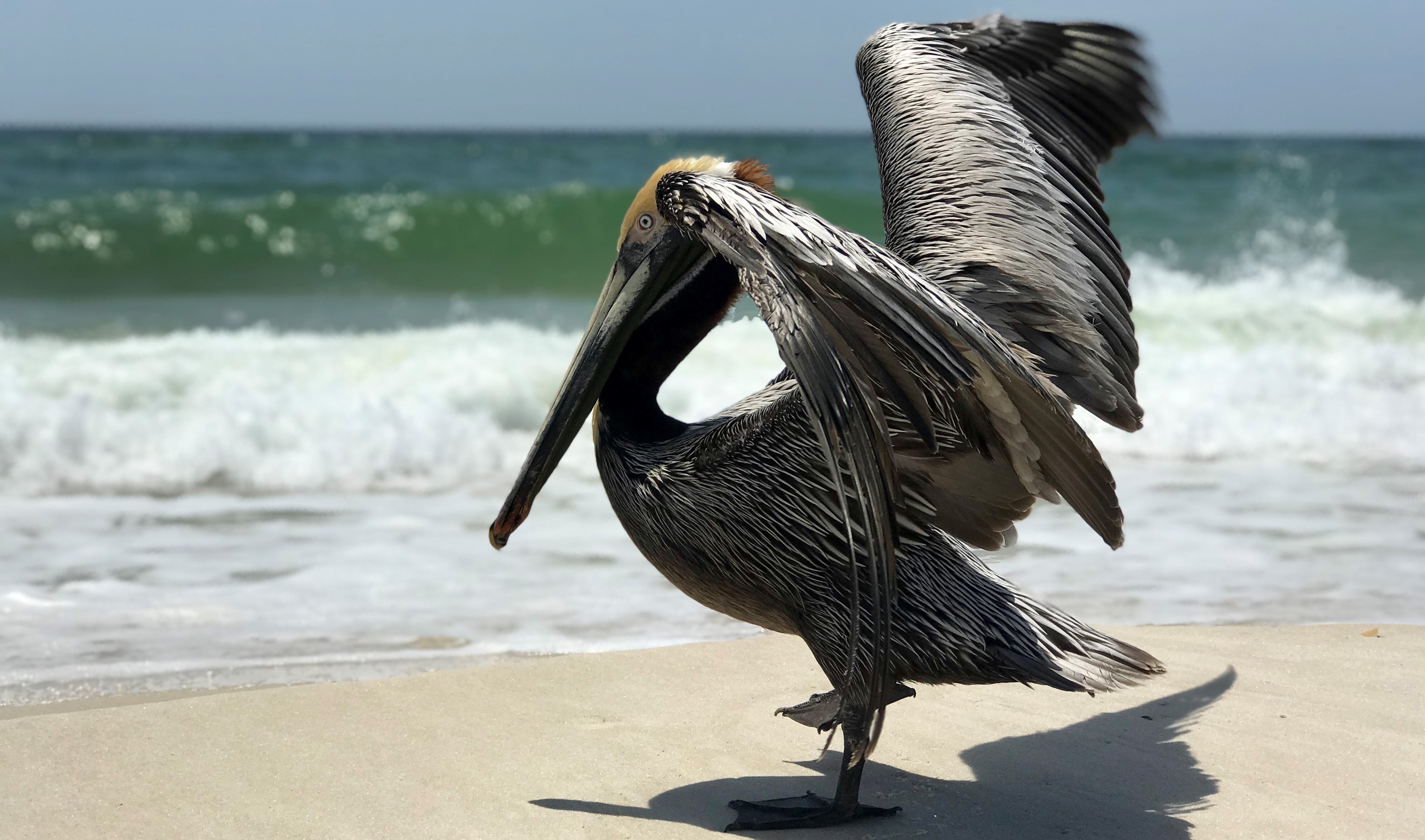 Brown Pelican Along the Shore by Farren Dell