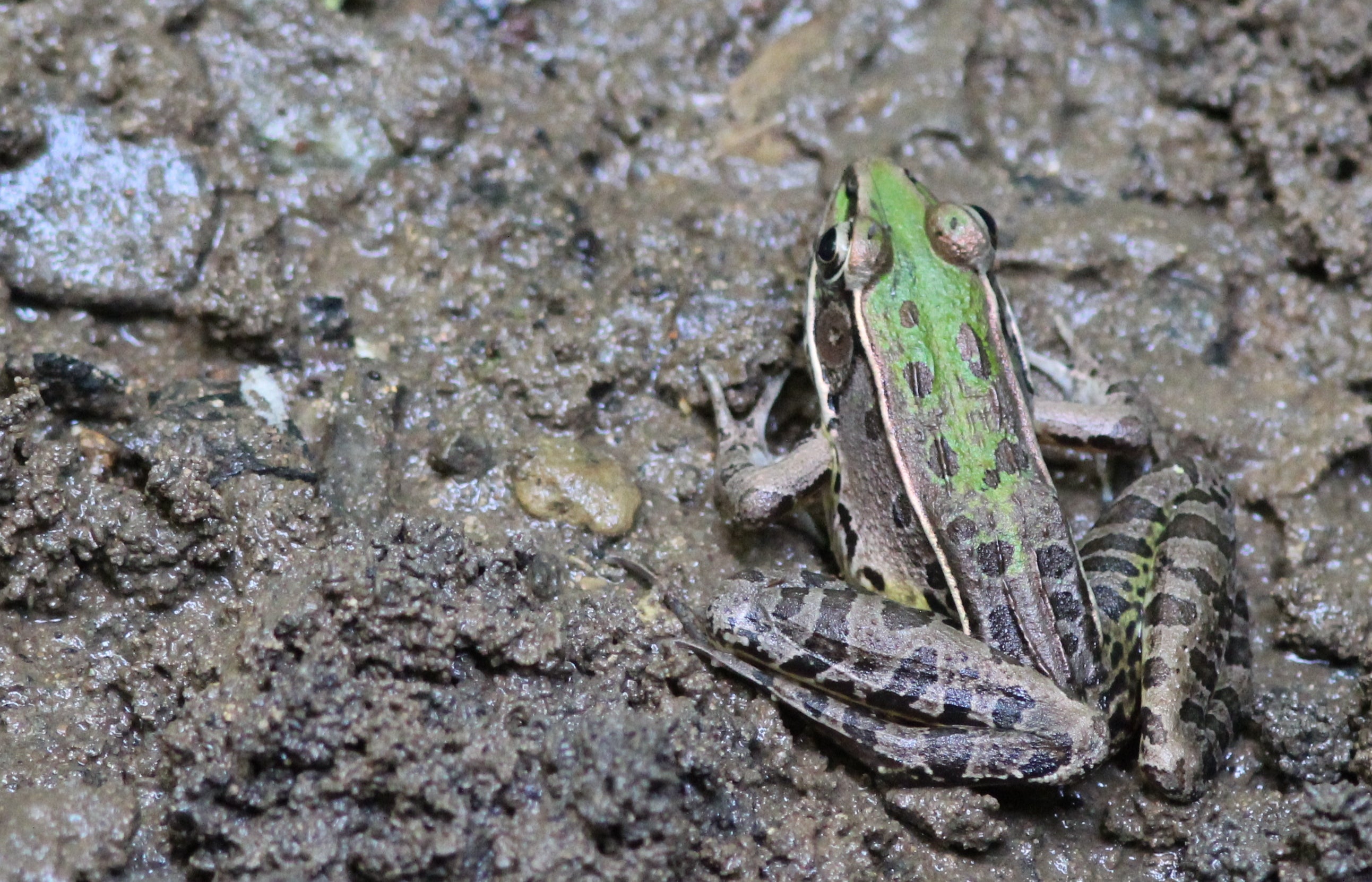 DSP frog