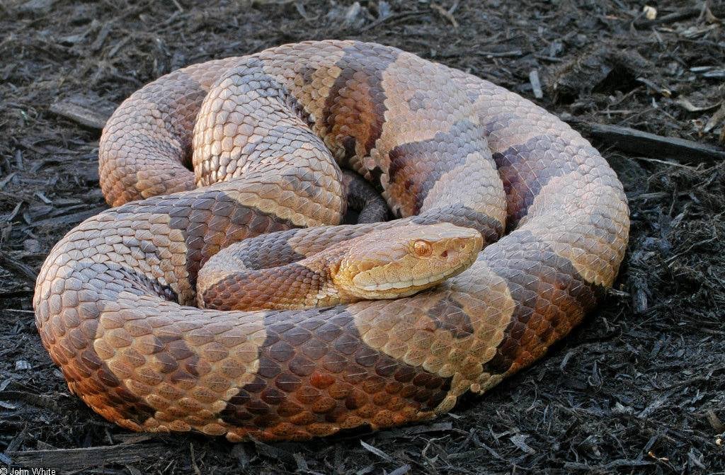 DSP snake
