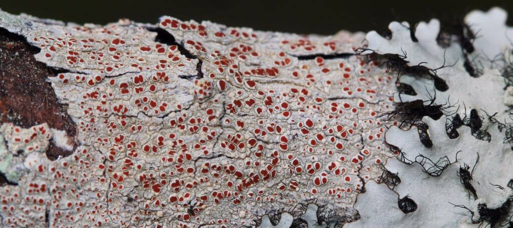 DSP Lichens