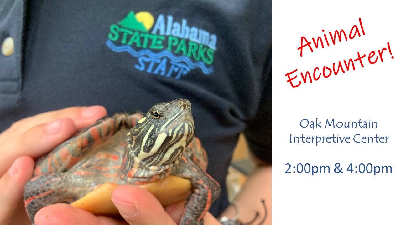 Animal Encounter Alapark