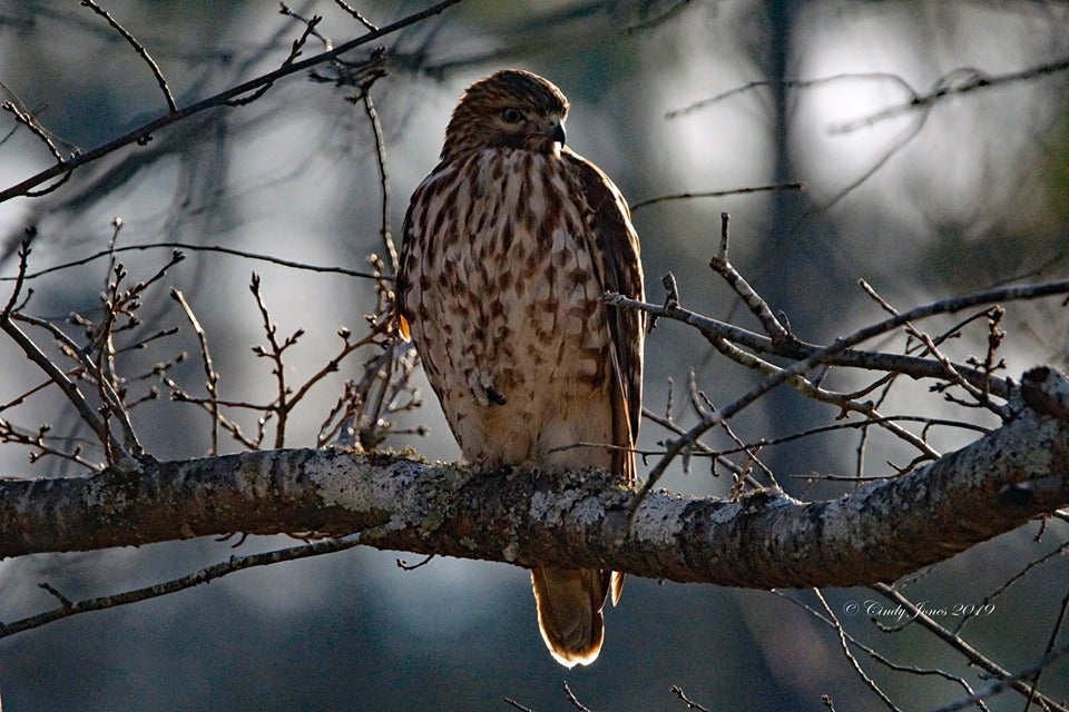 Falconry at the Alabama State Parks