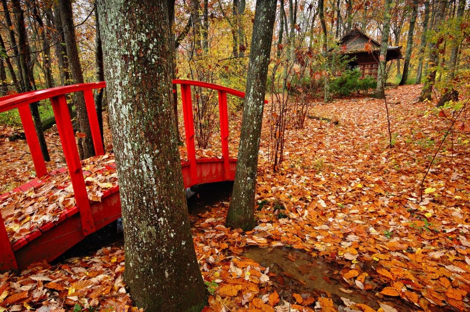 Japanese Garden In the Fall 