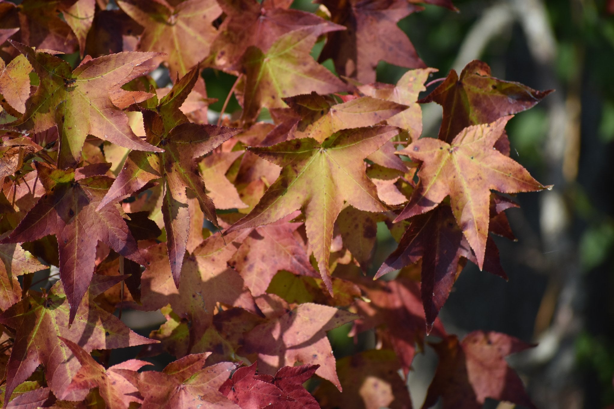 fall at LGSP