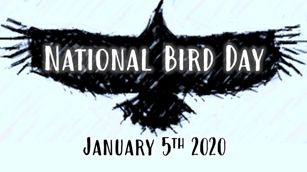 bird_day.jpg