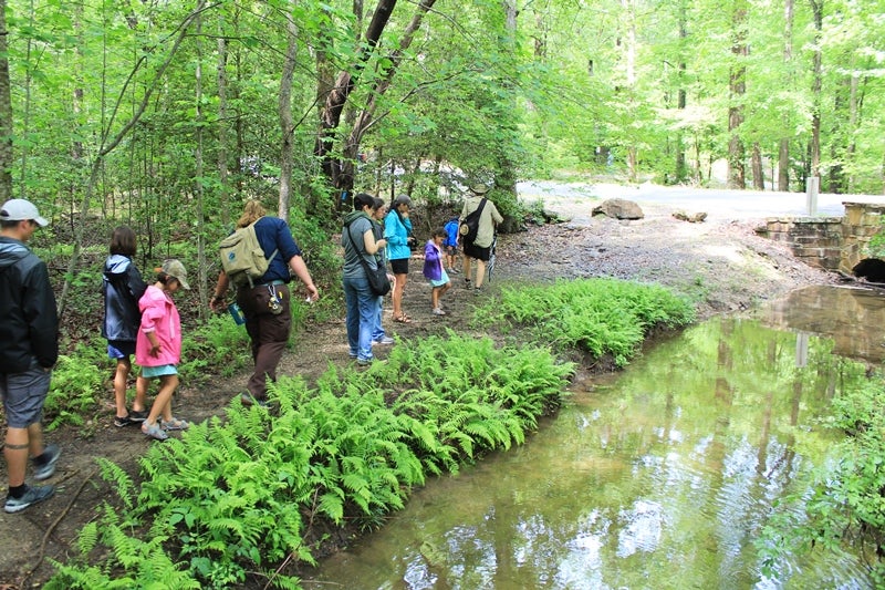 Wildflower Saturday in DeSoto State Park