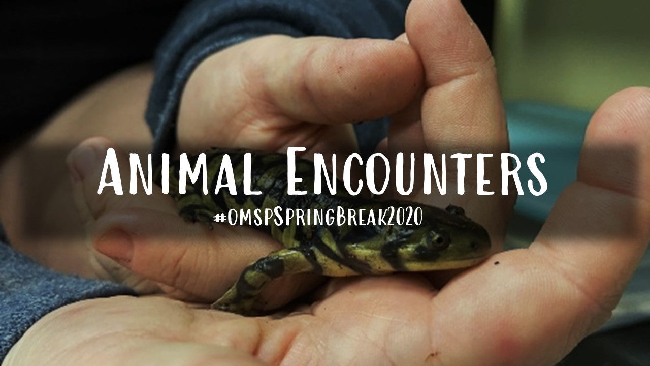 animal encounters