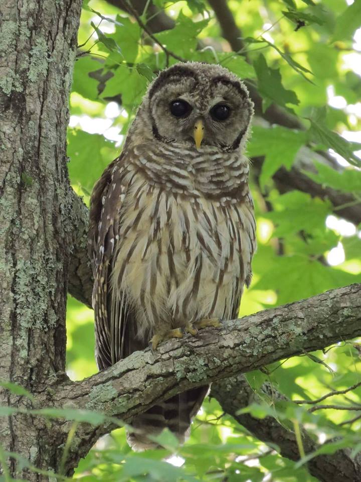DSP Owl Prowl