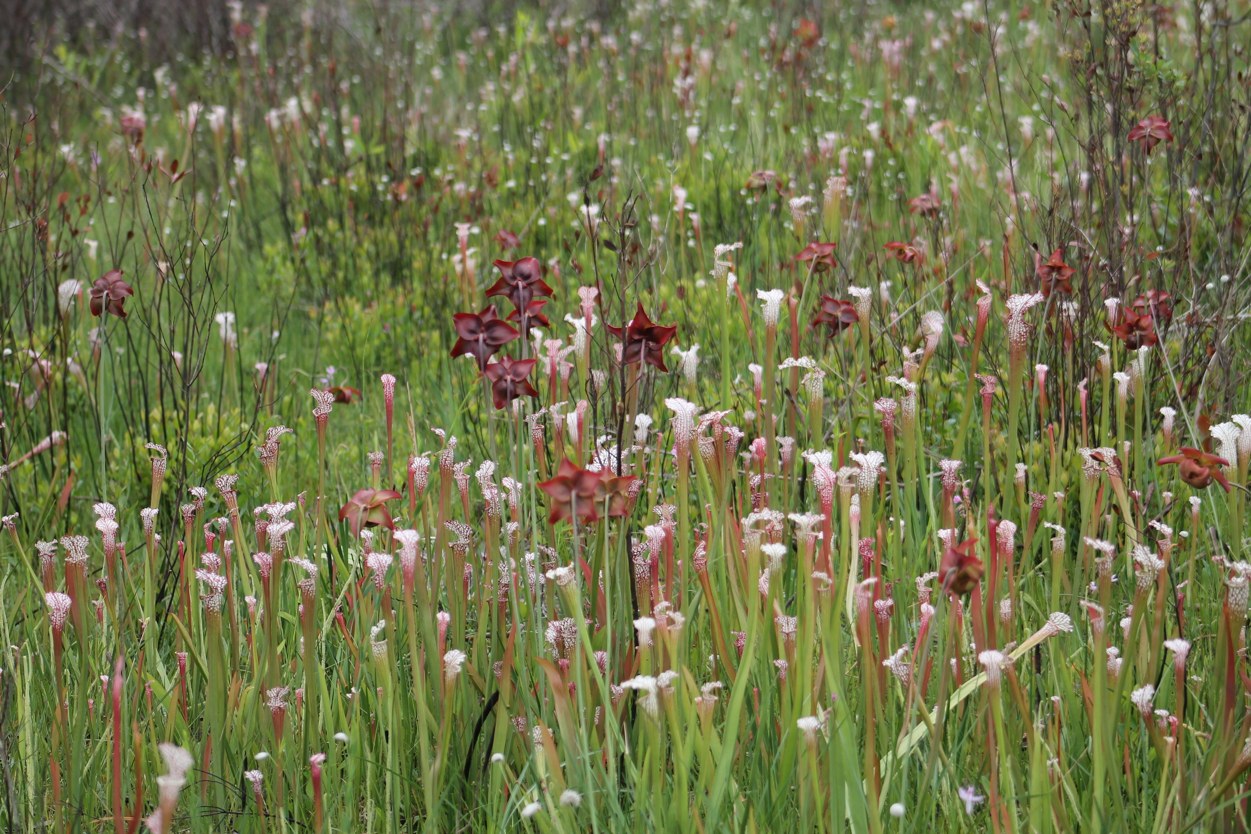 Pitcher Plants Flourish the Spring After a Prescribed Burn. Photo by Farren Dell