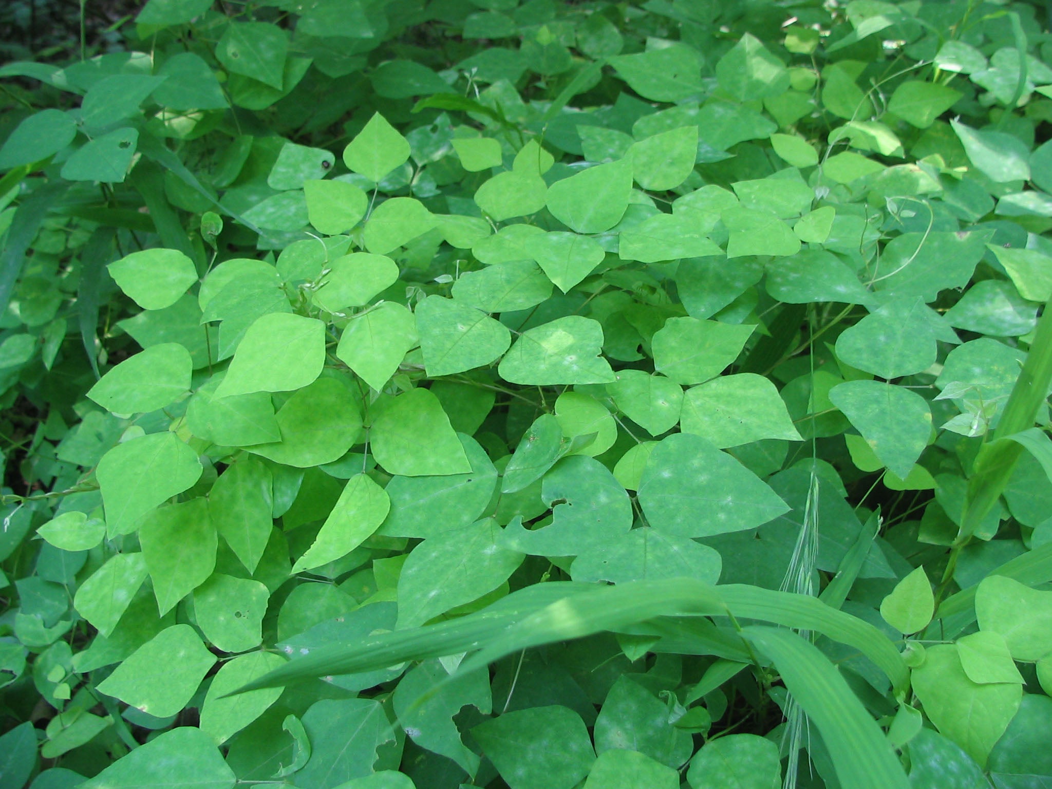 American Hog Peanut   'Amphicarpaea bracteata'  