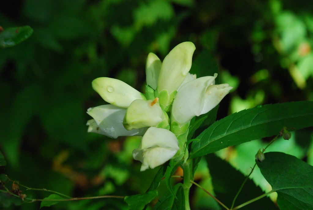 Turtlehead   'Chelone glabra'
