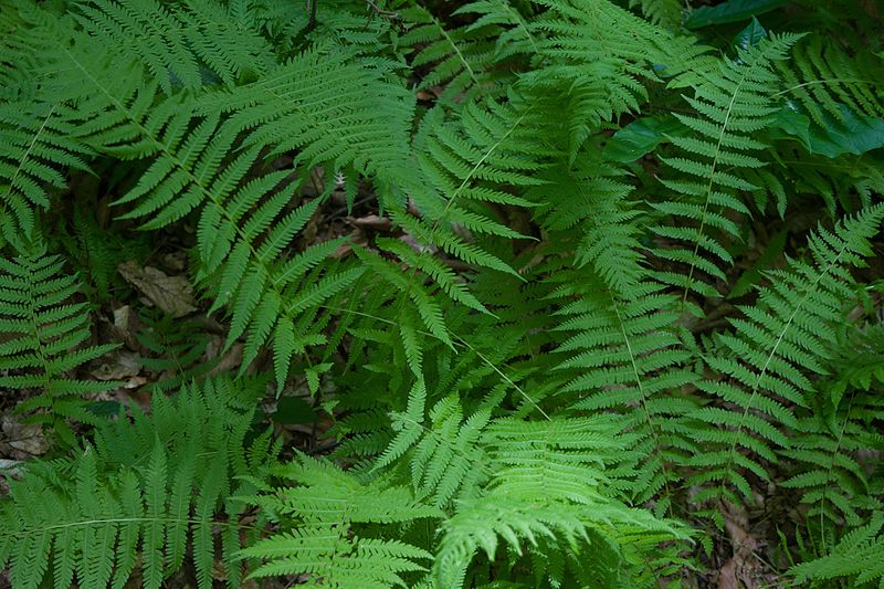 New York Fern 'Parathelypteris noveboracensis'