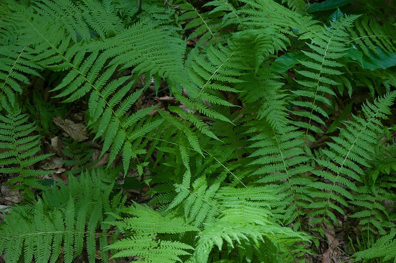 New York Fern   'Parathelypteris noveboracensis'