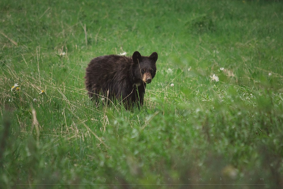 DSp black bear