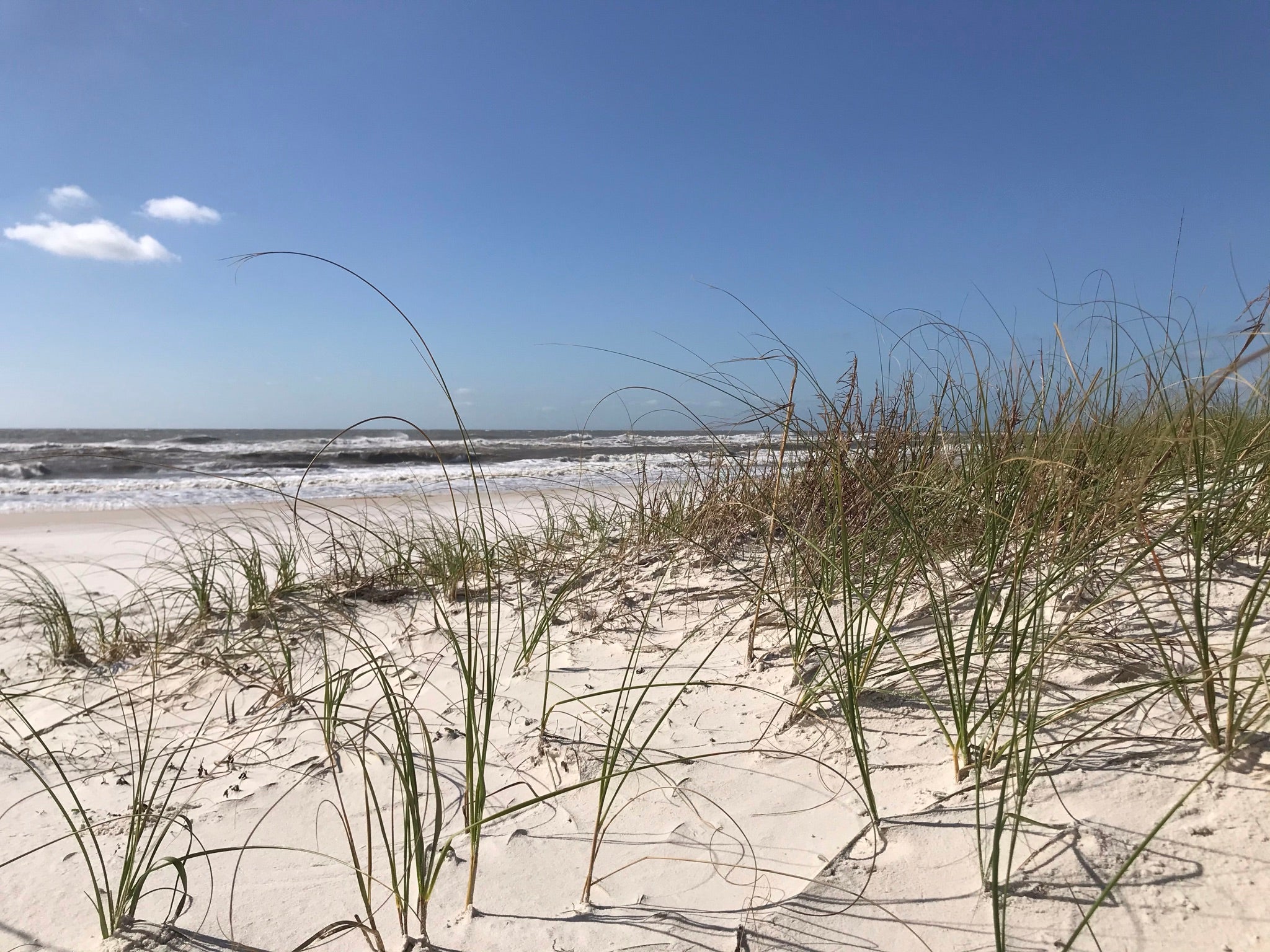 Dune Plants in a Healthy Dune Habitat