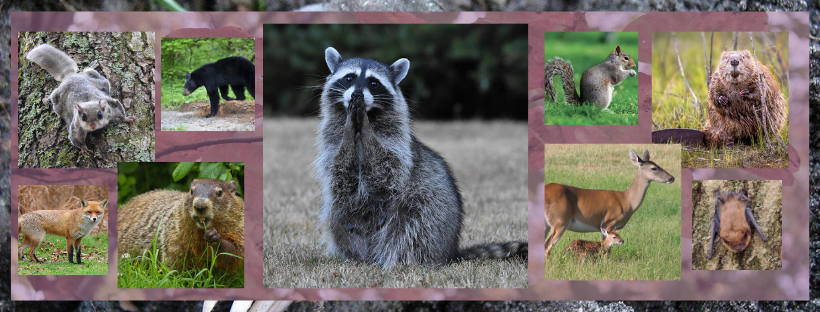 DSp Mammals CT