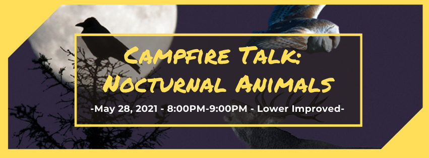 Campfire Talk: Nocturnal Animals