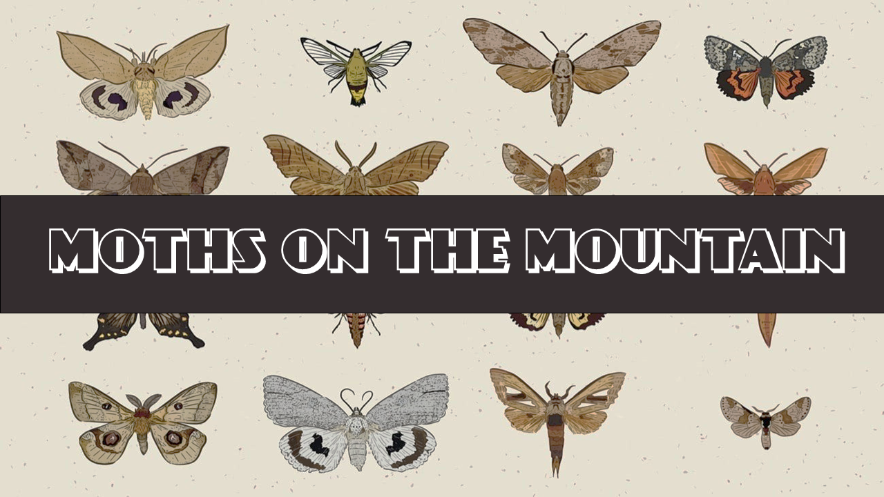 moths on the mountain