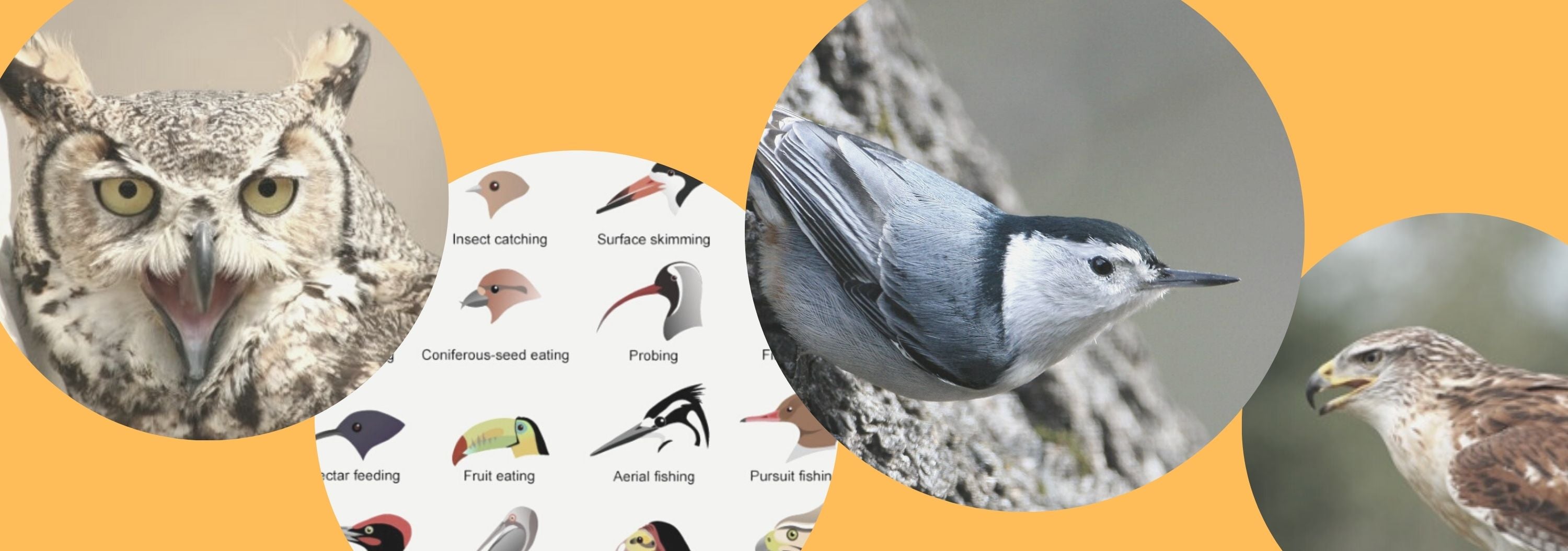 DSP birds