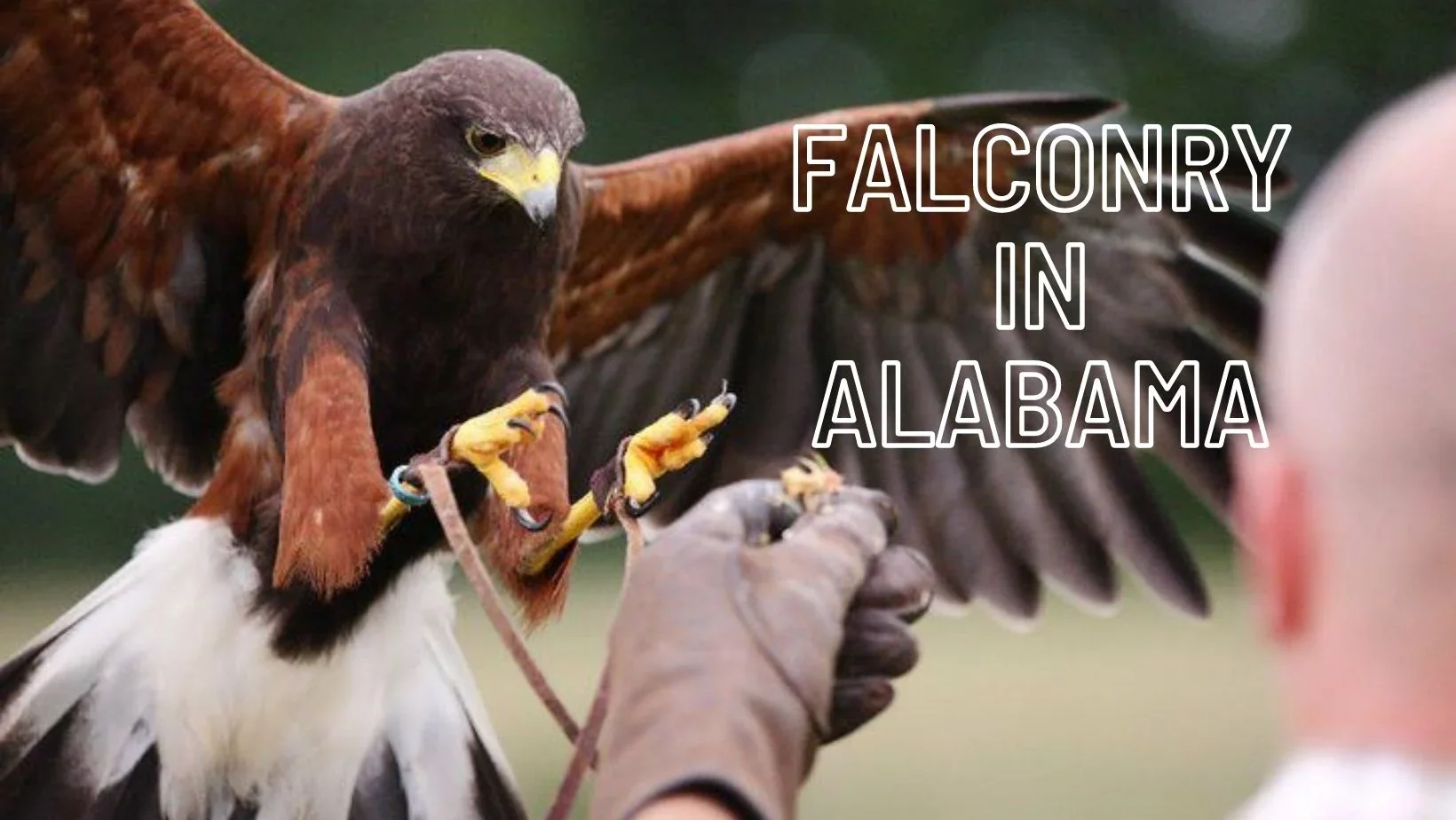 Falconry in Alabama