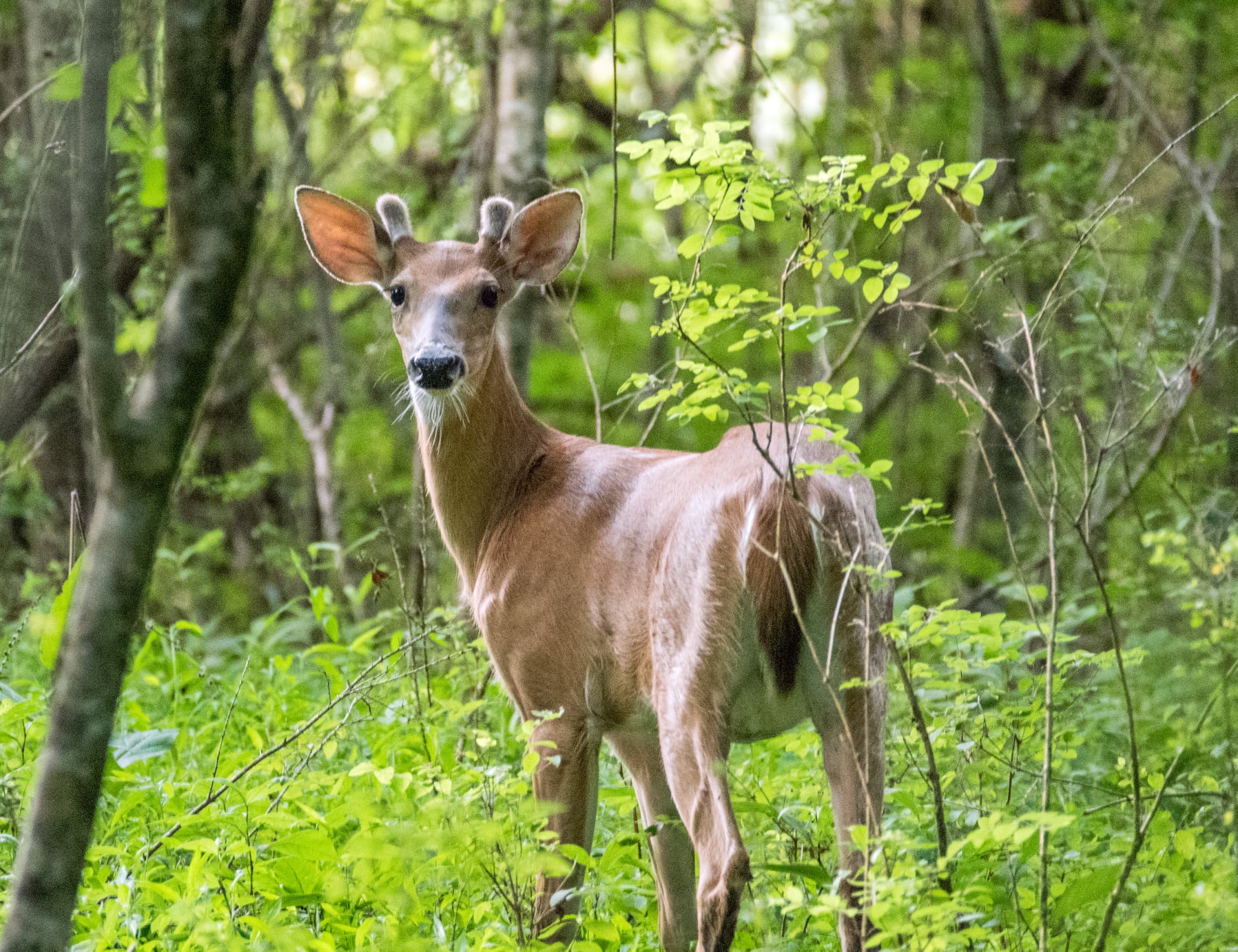 Velvet Deer