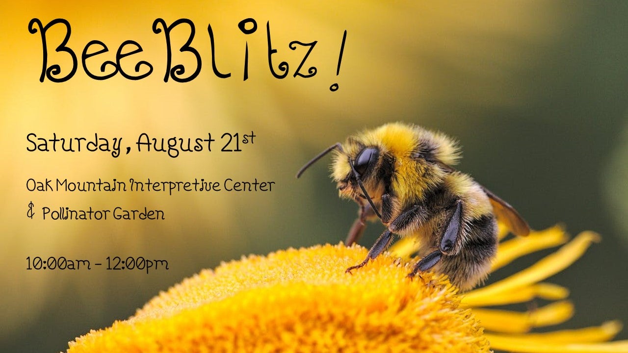 beeblitz