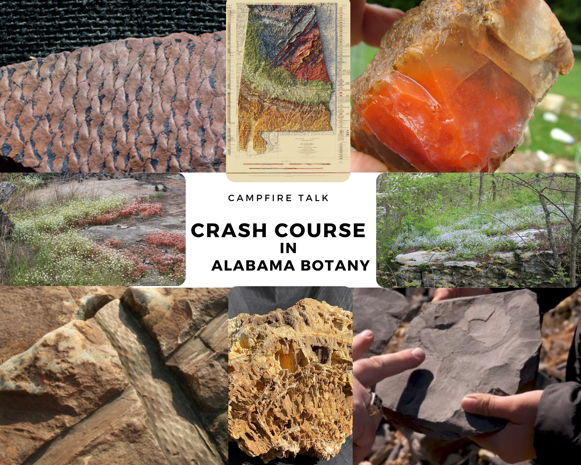 DSP Campfire Talk: Crash Course in Alabama Botany for Rock Hounds