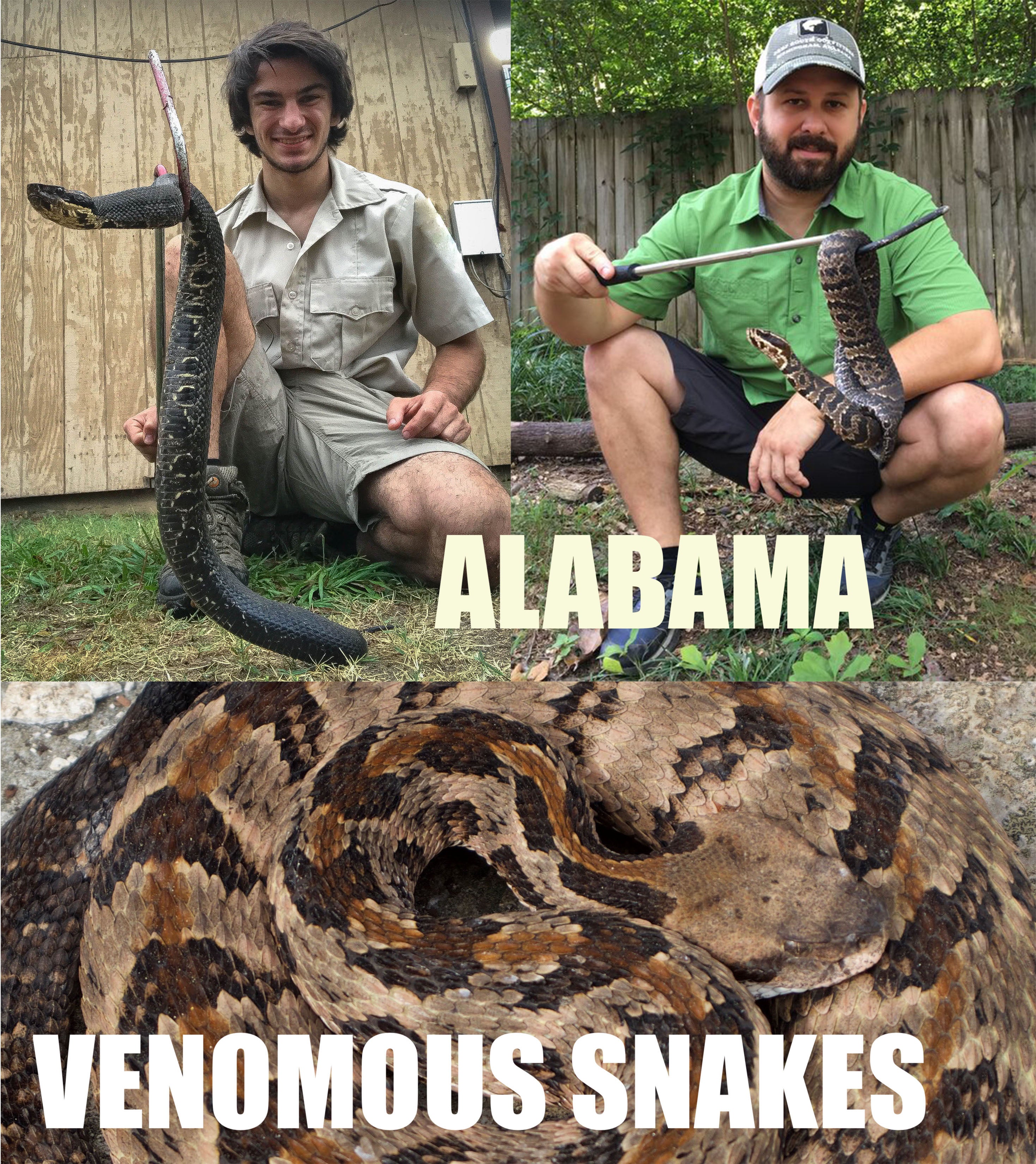 Venomous Snakes of Alabama