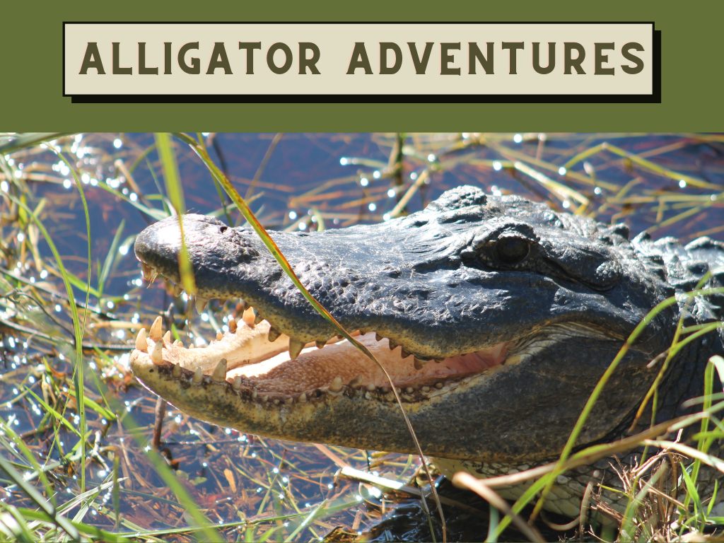 Alligator Adventures Program at Gulf State Park