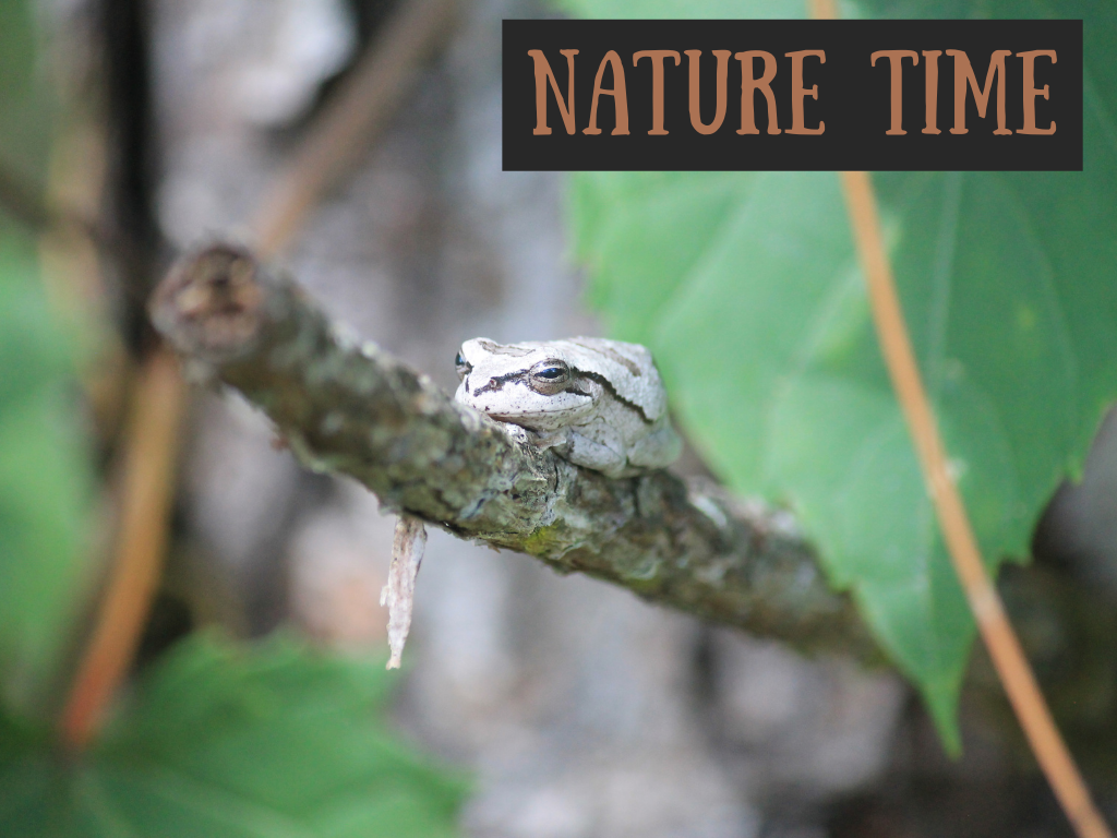 Nature Time Program at Gulf State Park