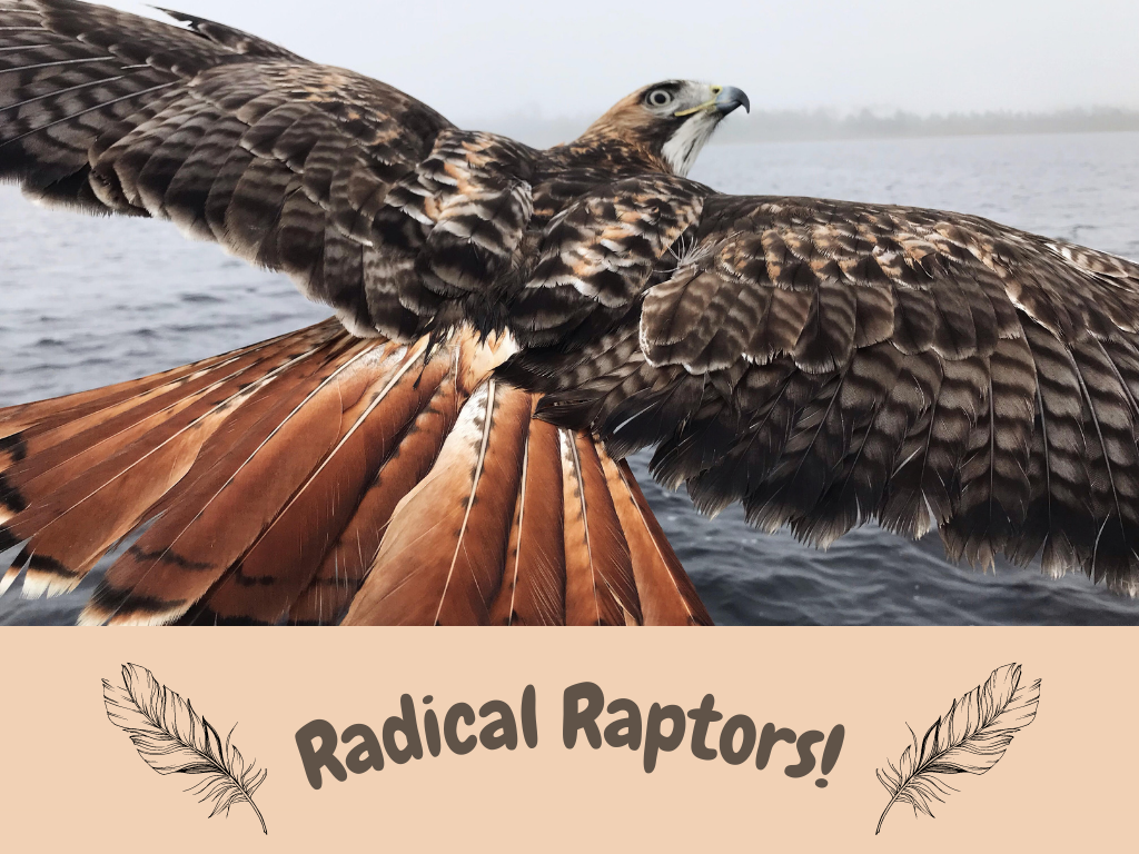 Radical Raptors Program at Gulf State Park