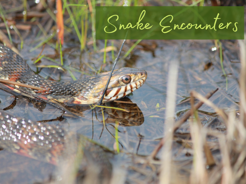 Snake Encounters Program at Gulf State Park