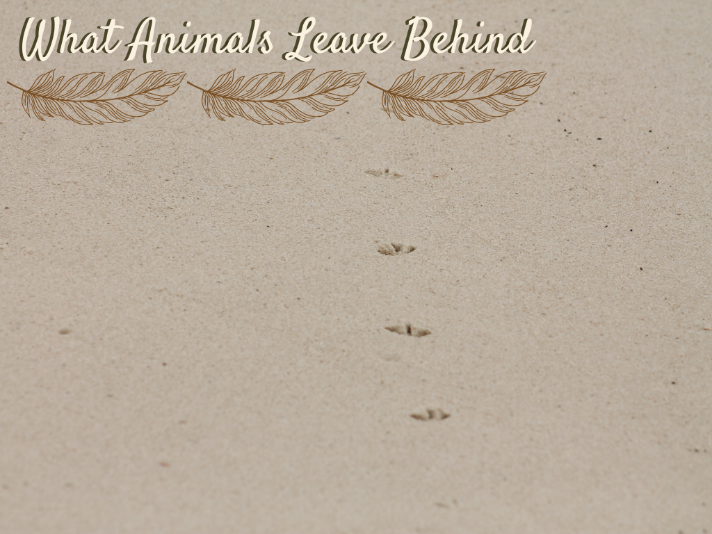 What Animals Leave Behind Program at Gulf State Park