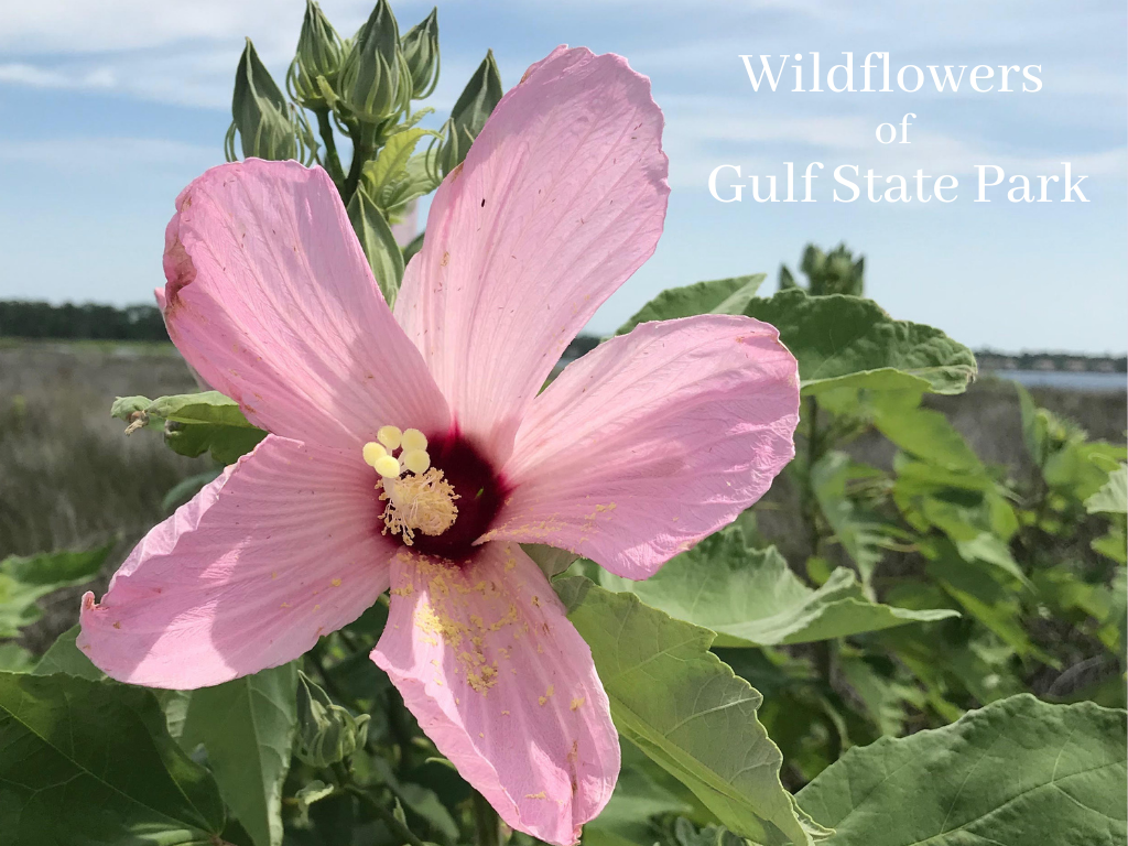 Wildflowers of Gulf State Park Program at Gulf State Park