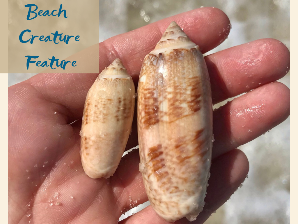 Beach Creature Feature Program at Gulf State Park